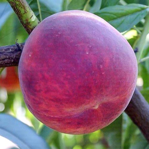 Piersic Luparri imagine 1 articol 7989