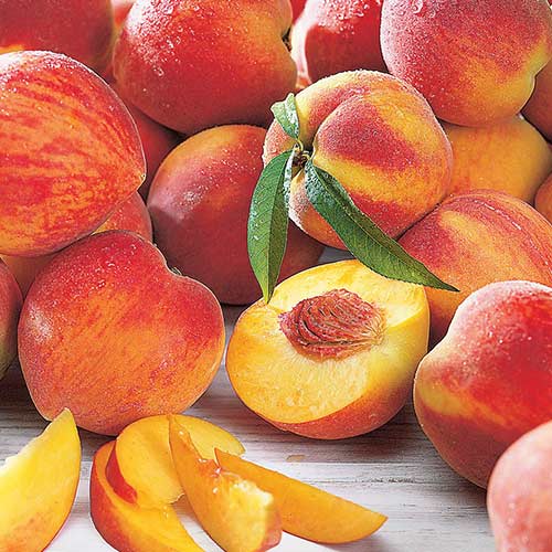 Piersic Maria Bianca imagine 1 articol 4297