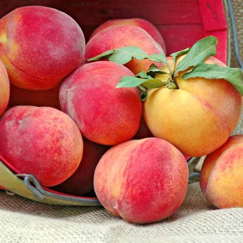 Piersic New Sun imagine 1 articol 4298