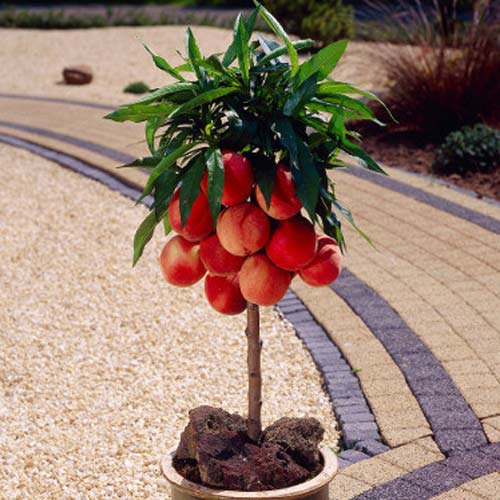 Mini-Piersic Honey Gold imagine 1 articol 7133