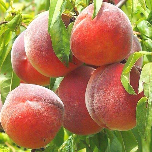 Piersic Royal Summer, С2 imagine 1 articol 6940