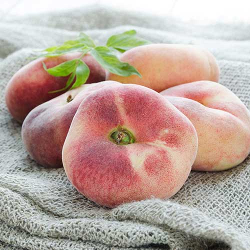 Piersic Saturn imagine 1 articol 5672