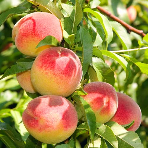 Piersic Top Sweet imagine 1 articol 8693