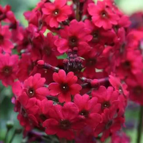 Pierwiosnek japoński (Primula) Miller's Crimson interface.image 1 interface.art 01404