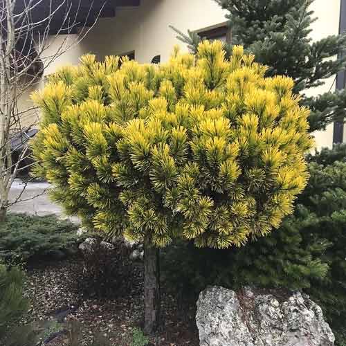 Pin de Himalaya Wintergold, C4 imagine 1 articol 8254