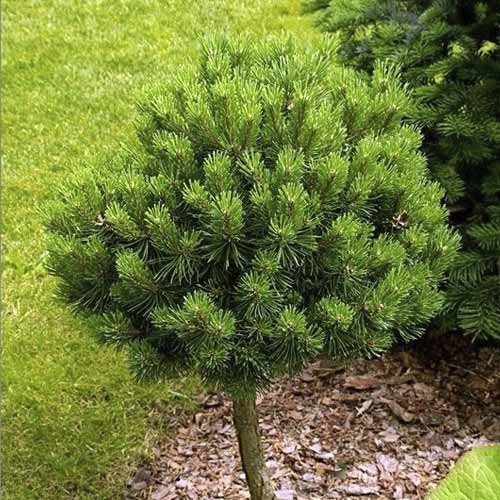 Pin de pădure Treasure, C5 imagine 1 articol 8260