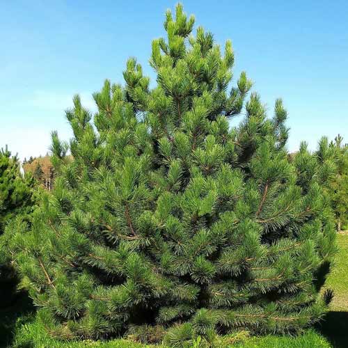 Pin de pădure imagine 1 articol 9462