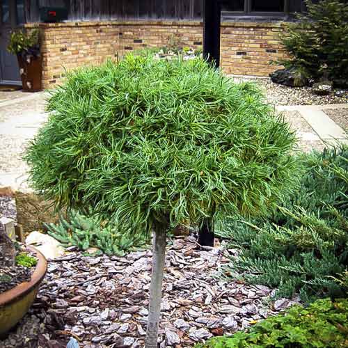 Pin Green Twist, C4 imagine 1 articol 8257