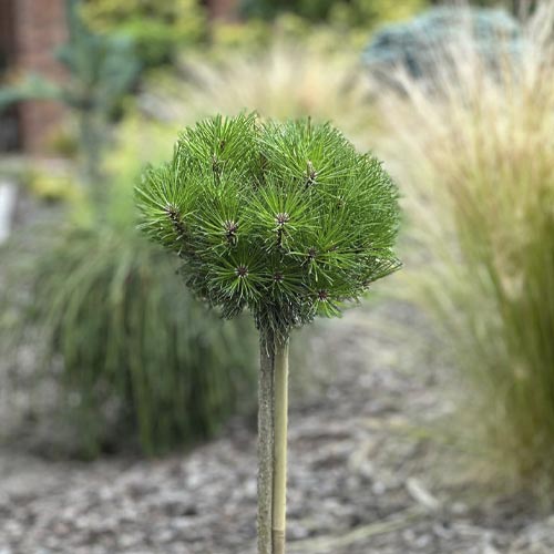 Pin negru Merci PBR, C5 imagine 1 articol 8256