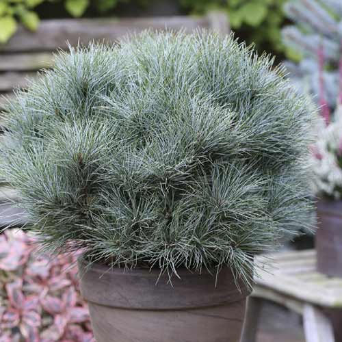 Pin Sea Urchin, C4 imagine 1 articol 8259