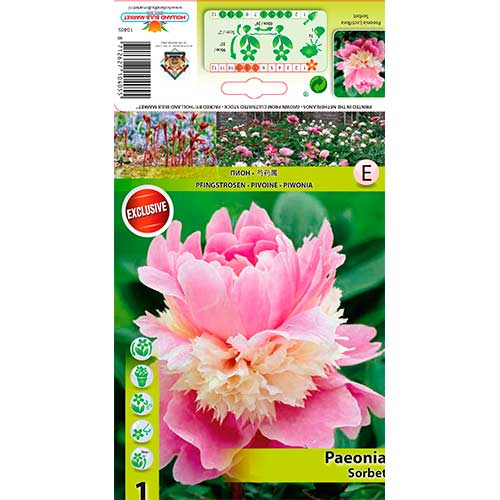 Piwonia Sorbet interface.image 1 interface.art 76340