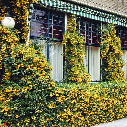 Пираканта Golden Charmer, C3 изображение 1 артикул 7727