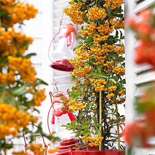 Пираканта Soleil d'Or изображение 1 артикул 4768