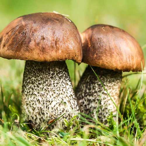 Pitarcă aspră (Burete călugăresc) imagine 1 articol 9739