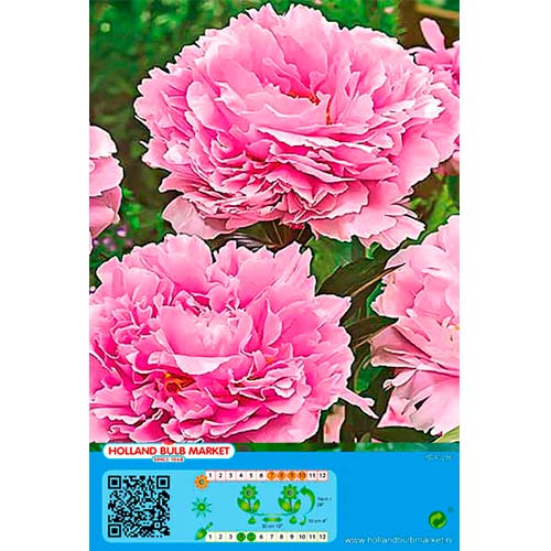 Piwonia Pink interface.image 1 interface.art 76485