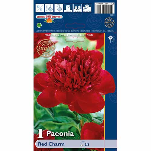 Piwonia Red Charm interface.image 1 interface.art 70444
