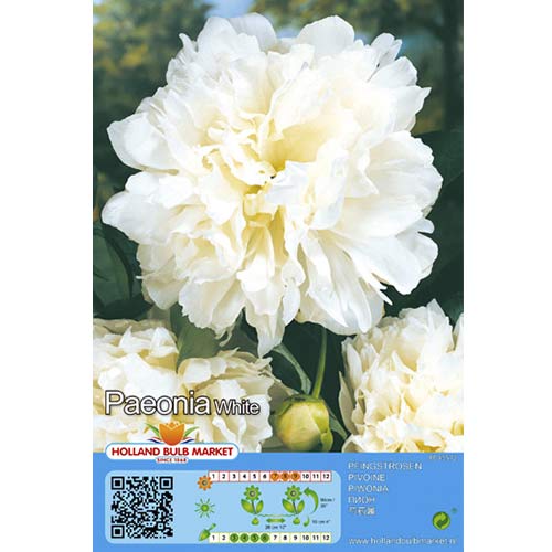 Piwonia White interface.image 1 interface.art 76487