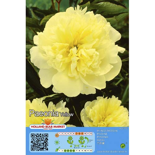 Piwonia Yellow interface.image 1 interface.art 76488