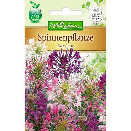 Planta păianjen (Cleoma), mix multicolor imagine 1 articol 78902