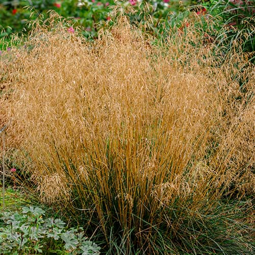 Пластица (Deschampsia caespitosa) Northern Lights изображение 1 артикул 5655