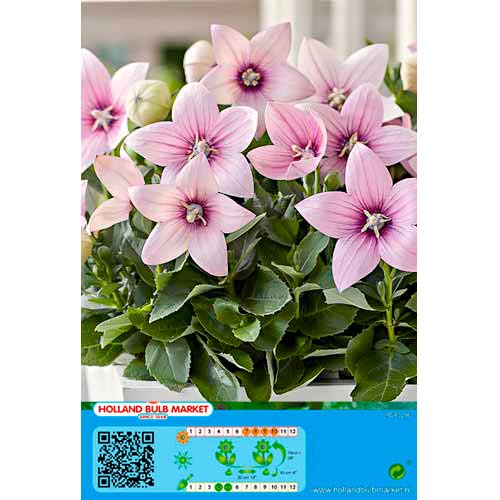 Floarea balon (Platycodon) Pink imagine 1 articol 76498