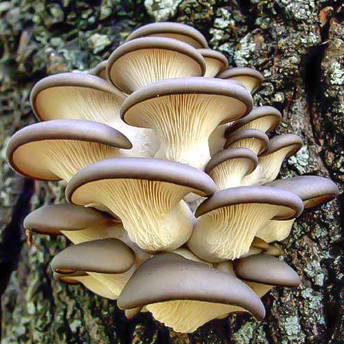 Pleurotus Brun imagine 1 articol 9727