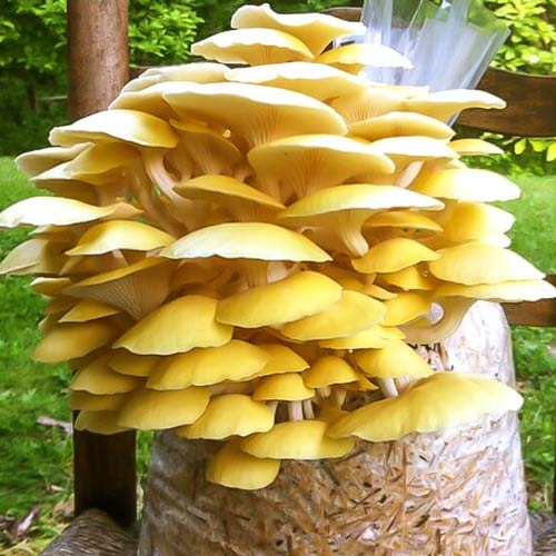 Pleurotus Galben imagine 2 articol 9728