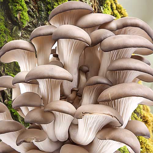 Pleurotus (Păstrăv de fag) imagine 1 articol 9732