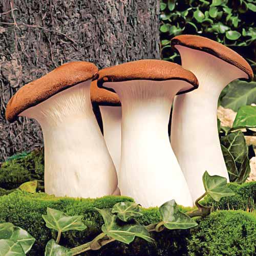 Pleurotus Regal (Păstrăvul scailor) imagine 1 articol 9731