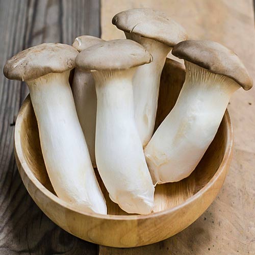 Pleurotus Regal (Păstrăvul scailor) imagine 2 articol 9731