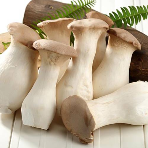 Pleurotus Regal (Păstrăvul scailor) imagine 3 articol 9731