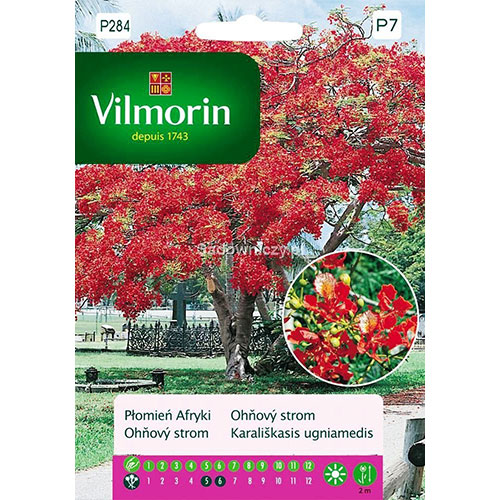 Płomień afryki (Delonix Regia) Vilmorin interface.image 1 interface.art 86647