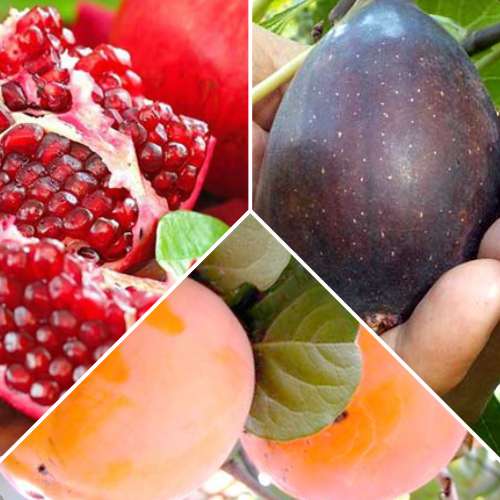 Ofertă specială! Pomi fructiferi Exotic mix, set de 3 soiuri imagine 1 articol 4878