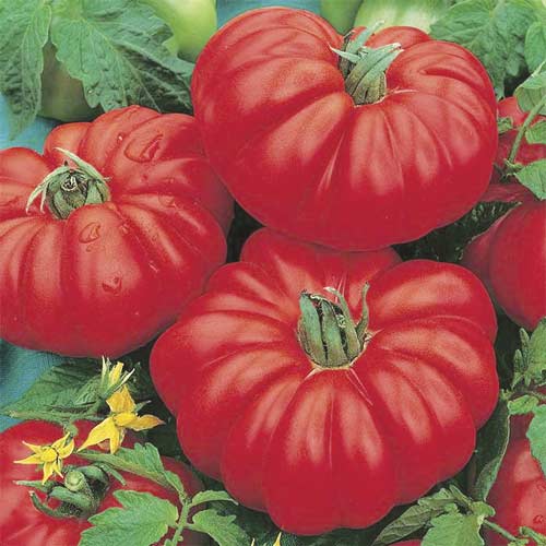 Pomidor gruntowy niski Marmande interface.image 1 interface.art 303997V