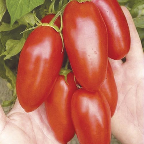 Pomidor gruntowy wysoki San Marzano interface.image 1 interface.art 321236V