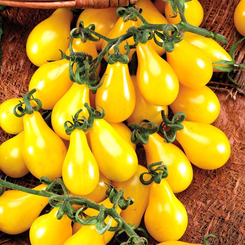 Pomidor Yellow Pearshaped  interface.image 1 interface.art 8727