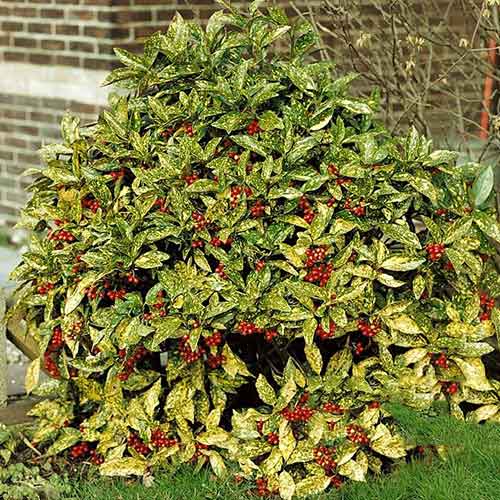 Pomul de aur japonez imagine 1 articol 3838