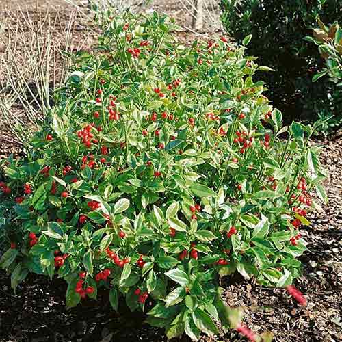 Pomul de aur Rozannie imagine 1 articol 3937