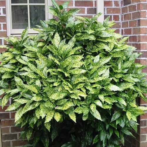 Pomul de aur Rozannie imagine 1 articol 9501