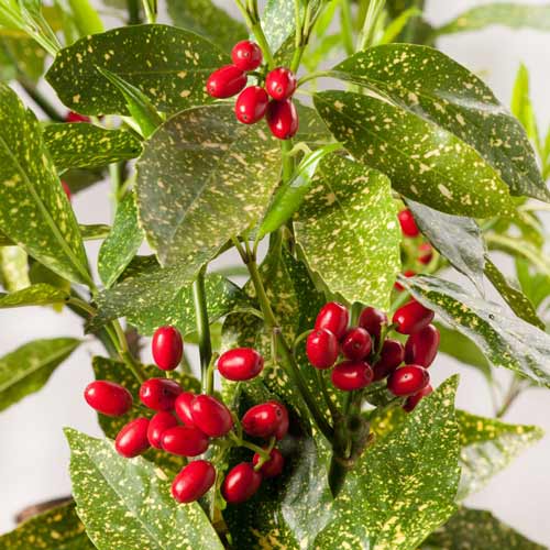 Pomul de aur Rozannie imagine 2 articol 9501