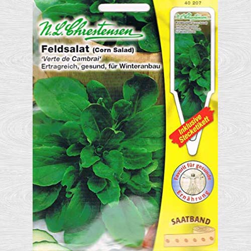 Porumb Verte de Cambrai imagine 1 articol 69072