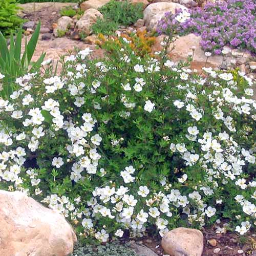 Potentilla Abbotswood imagine 1 articol 3969