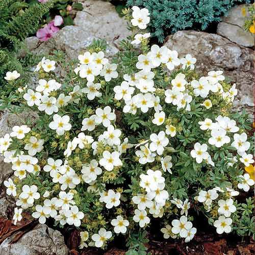 Potentilla Bella Bianca imagine 1 articol 4474