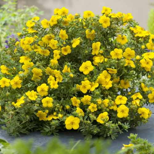 Potentilla Bella Lindsey imagine 1 articol 4099