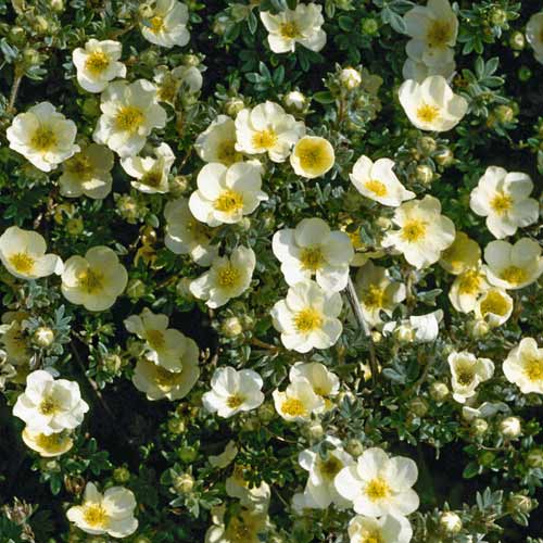 Potentilla Cream'Issima PBR, C2 imagine 1 articol 8566