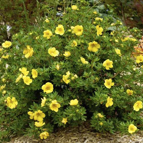 Potentilla Double Punch Gold ® PBR, C2 imagine 1 articol 8564
