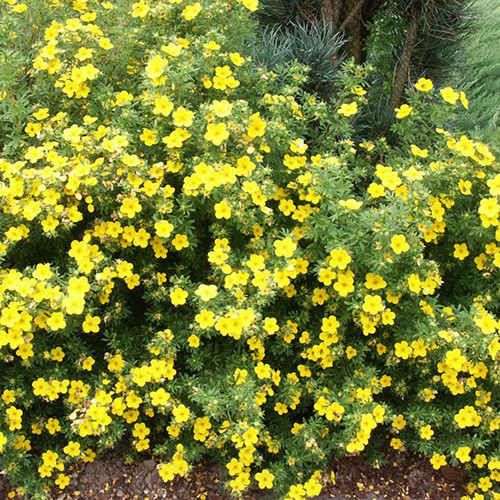 Potentilla Elizabeth imagine 1 articol 4014