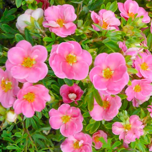 Potentilla fruticosa Bellissima imagine 1 articol 5620