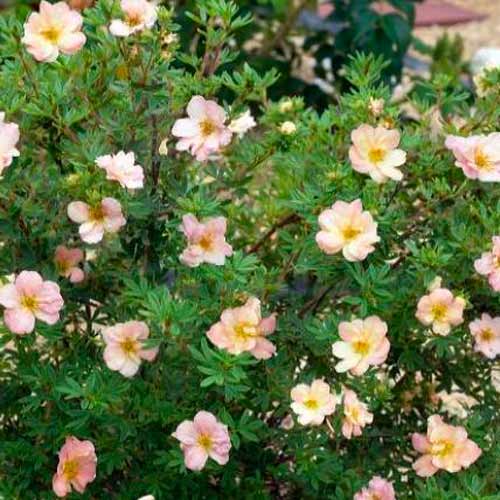 Potentilla fruticosa Double Punch Pastel imagine 1 articol 5622