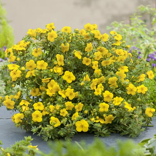 Potentilla Goldfinger imagine 1 articol 9072